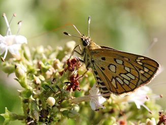 Kedestes callicles (Pale ranger)