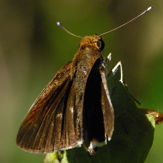 Acleros mackenii (Macken's dart)