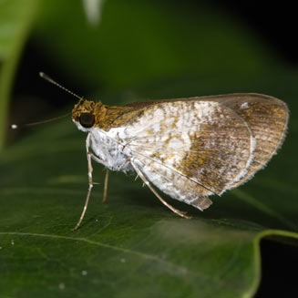 Acleros mackenii (Macken's dart)