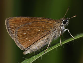 Astictopterus inornatus (Modest sylph)