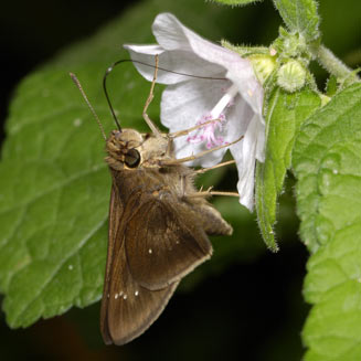 Borbo fatuella (Long-horned swfirt, Long-horned skipper)