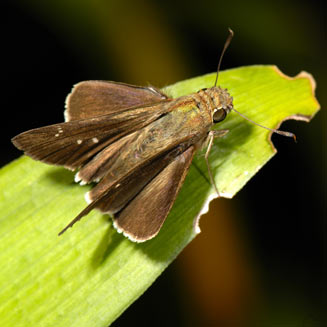 Borbo fatuella (Long-horned swfirt, Long-horned skipper)