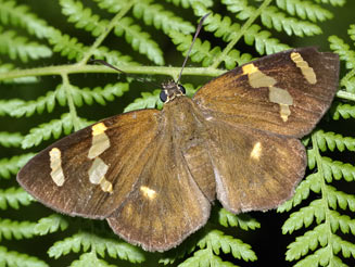 Celaenorrhinus mokeezi (Large sprite, Large flat, Christamas forester)