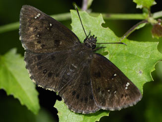 Calleagris kobela (Mrs Raven's flat, Mrs Raven's skipper)