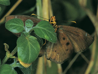 Eagris nottoana (Rufous-winged flat, Rufous-winged elfin)