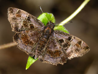 Eretis djaelaelae (Marbled elf)