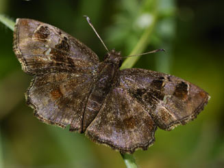 Eretis umbra (Small marbled elf)
