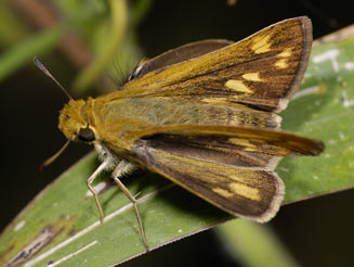 Gegenes niso (Common hottentot skipper)