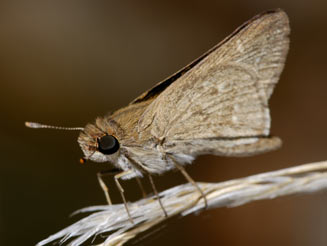 Gegenes pumilio (Dark hottentot skipper)