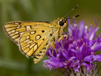 Kedestes callicles (Pale ranger)