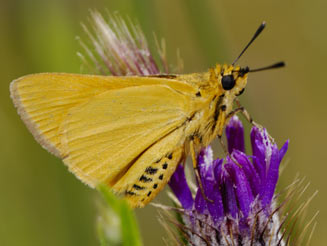 Kedestes lepenula (Chequered ranger, Chequered skipper)
