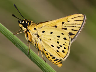 Kedestes macomo (Macomo ranger)