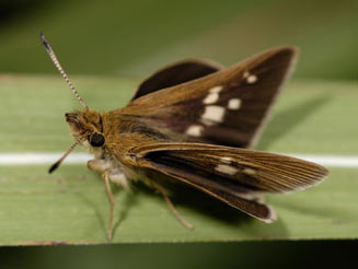 Kedestes niveostriga (Dark ranger, Dark skipper)
