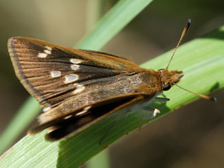 Kedestes wallengrenii (Wallengren's ranger, Wallengren's skipper)
