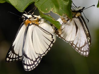 Leucochitonea levubu (White-cloaked skipper)