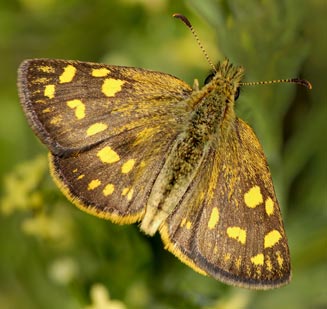 Metisella malgacha (Grassveld sylph)