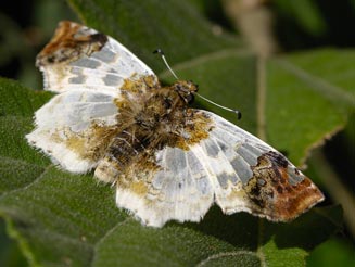 Netrobalane canopus (Buff-tipped skipper)