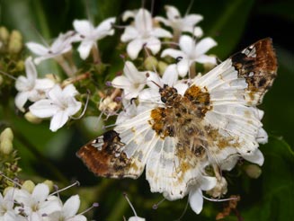 Netrobalane canopus (Buff-tipped skipper)