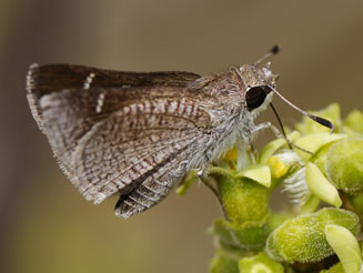 Platylesches ayresii (Peppered hopper)