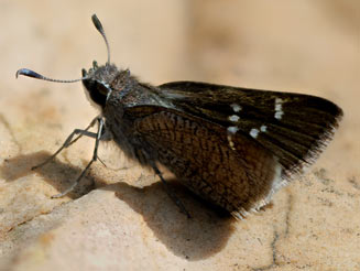 Platylesches ayresii (Peppered hopper)