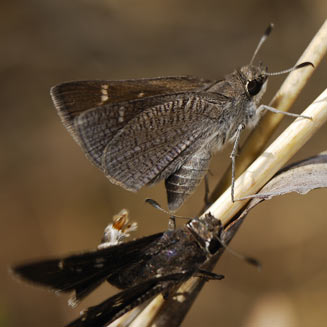 Platylesches ayresii (Peppered hopper)