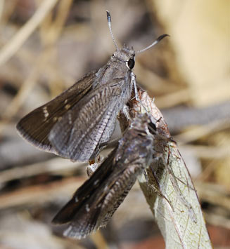 Platylesches ayresii (Peppered hopper)