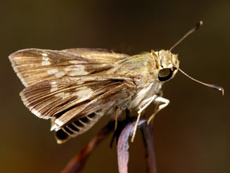 Platylesches robusta (Robust hopper)