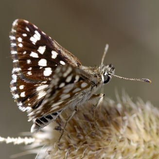 Spialia colotes (Bushveld sandman)