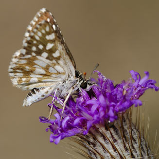Spialia colotes (Bushveld sandman)