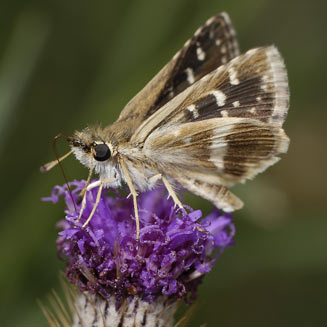 Spialia delagoae (Delagoa sandman)