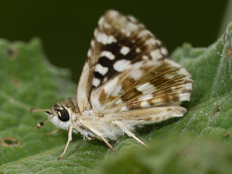 Spialia droma (Forest sandman, Large grizzled skipper)