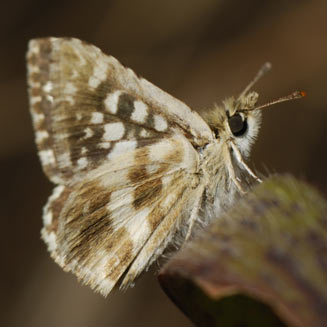 Spialia droma (Forest sandman, Large grizzled skipper)