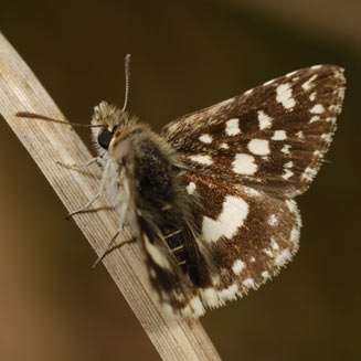 Spialia droma (Forest sandman, Large grizzled skipper)