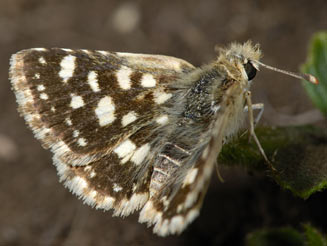 Spialia spio (Mountain sandman)
