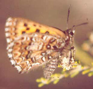 Chrysoritis dicksoni (Dickson's strandveld copper) 