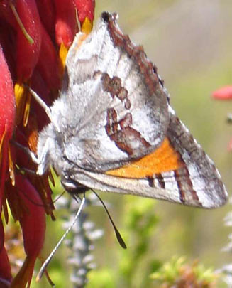 Capys alpheus (Orange-banded protea, Protea scarlet)