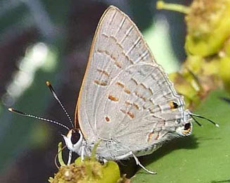 Deudorix dinochares (Apricot playboy) 