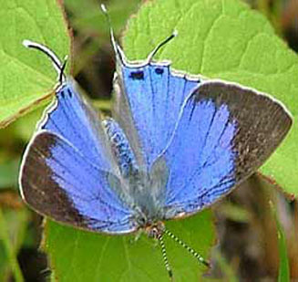 Hypolycaena caeculus (Azure hairstreak)