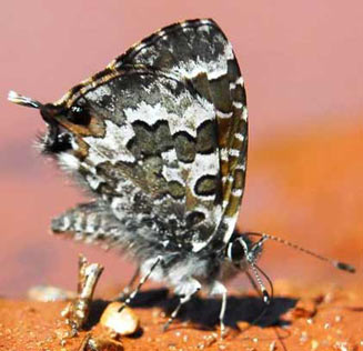 Uranothauma nubifer (Black heart)