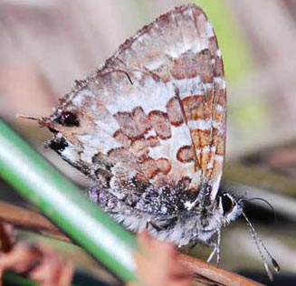 Uranothauma nubifer (Black heart)