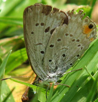 Cupidopsis cissus (Common meadow blue)