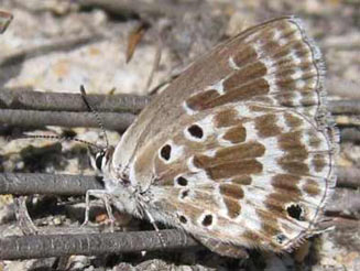 Lepidochrysops asteris (Star blue, Brilliant blue)