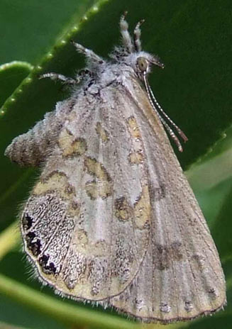Lachnocnema durbani (D'urban's woolly legs)