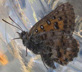 Aloeides pierus (Dull copper)