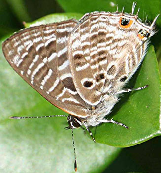 Anthene kersteni (Kersten's hairtail)