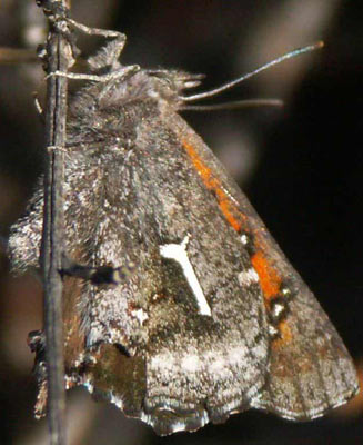 Phasis clavum (Namaqua arrowhead)