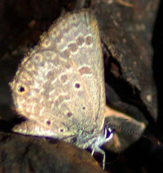Euchrysops dolorosa (Sabi smoky blue)