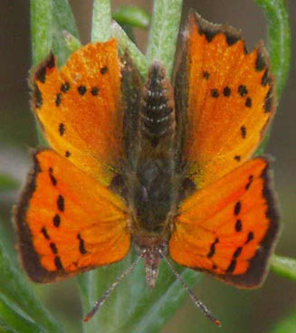 Chrysoritis chrysaor (Burnished opal) 