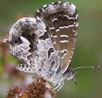 Cacyreus dicksoni (Dickson's geranium bronze)