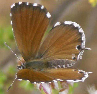 Cacyreus dicksoni (Dickson's geranium bronze)